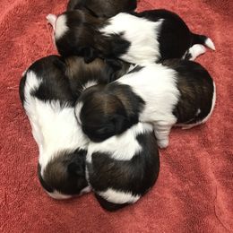 Shih Tzu Puppies from Willow Lane Shih Tzus