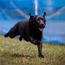 Beezli - Labrador Retriever