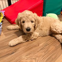 Princess Belle - Cream female Goldendoodle puppy in Puyallup, Washington from Dawnie’s Doodles