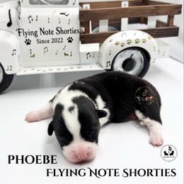 Phoebe - Black and white female Cardigan Welsh Corgi puppy in Casper, Wyoming from Flying Note Shorties