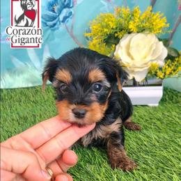 Andrea - Black and tan female Yorkshire Terrier puppy in California from Corazon de gigante