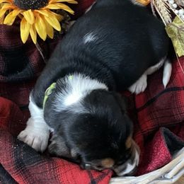 Basset Hound Puppies from Rain and Snow Bassets