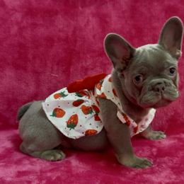 French Bulldog Puppies from Monique Ratchford