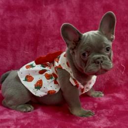 French Bulldog Puppies from Monique Ratchford
