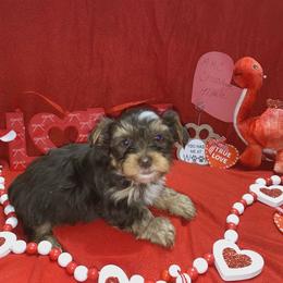 Chocolate boy - Chocolate and tan male Yorkshire Terrier puppy in Thornville, Ohio from My precious yorkies