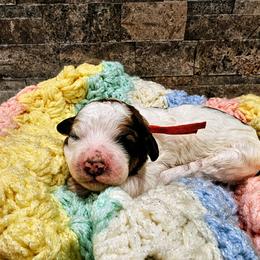 Juneau - Brown and white female Bernedoodle puppy in Forest, Ohio from Mini Doodle Buddies