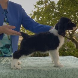 The Joker - Black and white male English Springer Spaniel puppy in Scio, Oregon from Starlet Springers