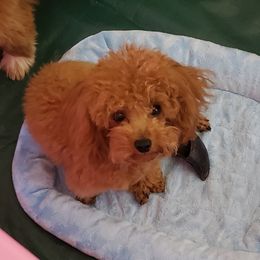 Gaston - Poodle