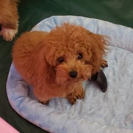Gaston - Poodle