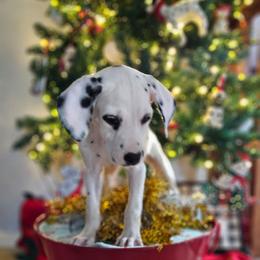 Snow White - White and black female Dalmatian puppy in Katy, Texas from Lone Star Dalmatians