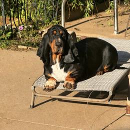Boujee - Basset Hound