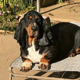 Boujee - Basset Hound