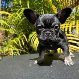 Cleo - Black and tan French Bulldog puppy in Florida from Dade Fire Frenchies