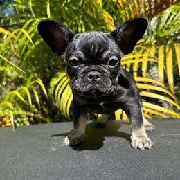 Cleo - Black and tan French Bulldog puppy in Florida from Dade Fire Frenchies