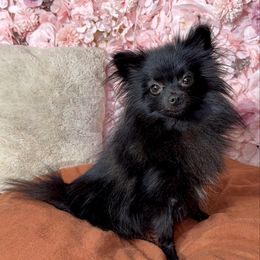 Maple - Black female Pomeranian puppy in Newport News, Virginia from Nel’s designer Pomeranians