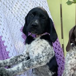 German Shorthaired Pointers from Happy Tails Kennel