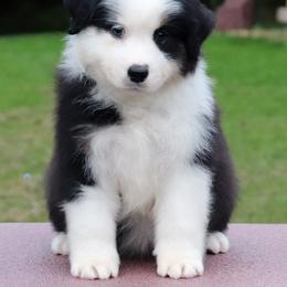 Australian Shepherd and Golden Retriever Puppies from Shadomoon
