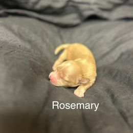 Rosemary - Buff female Cockapoo puppy in Powell, Wyoming from Doodles of Joy