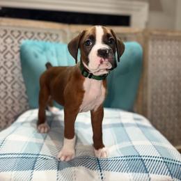 Male - Fawn male Boxer puppy in Prestonsburg, Kentucky from Bre’s Boxers