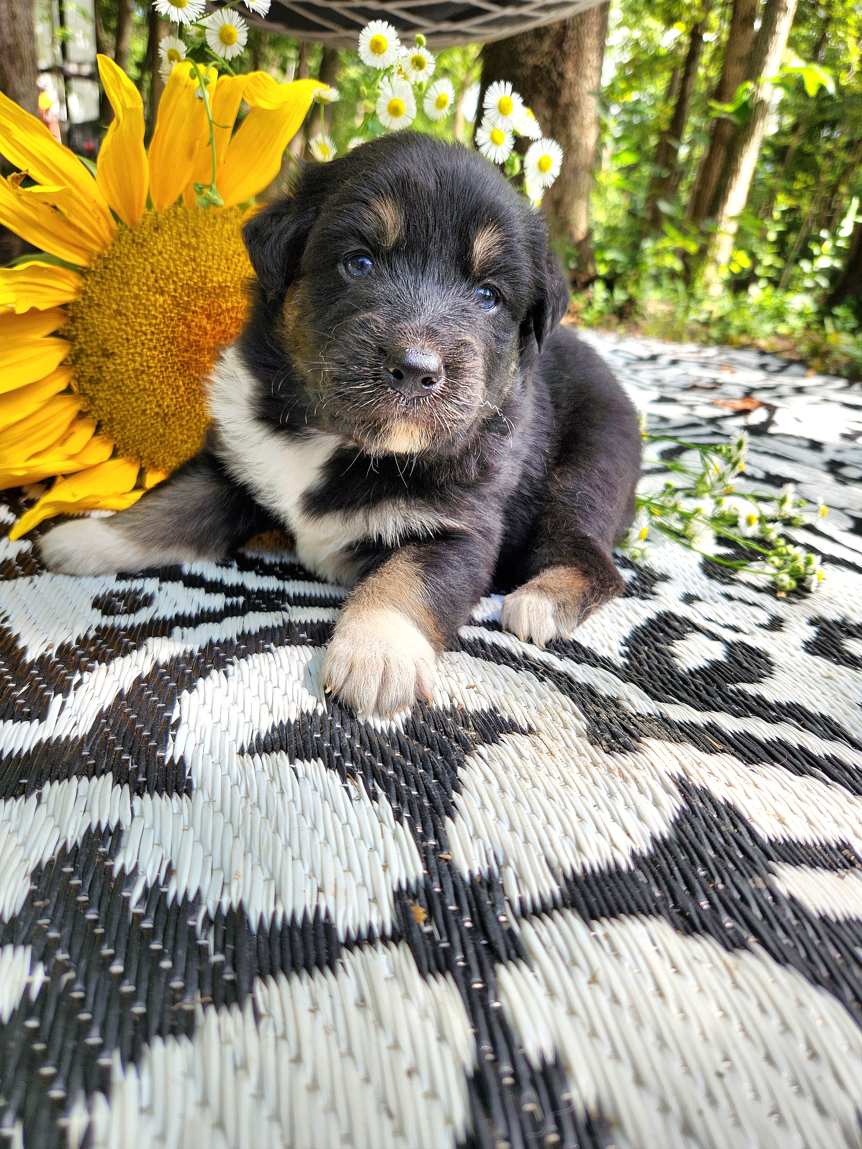 Australian Shepherd Puppies from Resolute Aussies