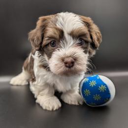 Hot Fudge Sundae - Chocolate male Havanese puppy in Marysville, Ohio from Sweet Confections Havanese
