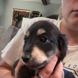 Sunny - Black and cream male Dachshund puppy in Boyd, Texas from R&R Animal Farm