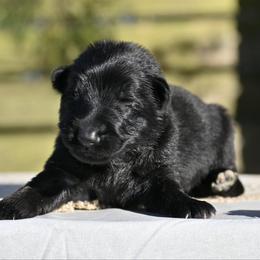 Jayla - Black female German Shepherd puppy in Nacogdoches, Texas from Vom Hausgladfel