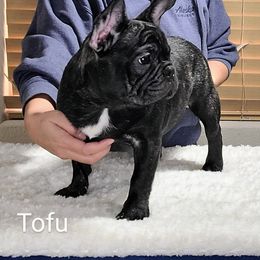 Tofu - Brindle French Bulldog puppy in Las Vegas, Nevada from Aloha Paradise Kennel