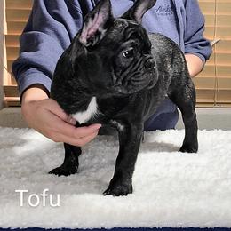 Tofu - Brindle French Bulldog puppy in Las Vegas, Nevada from Aloha Paradise Kennel