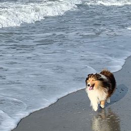 Shetland Sheepdog All Grown Up from Wistwin