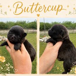 Buttercup - Black female Pomeranian puppy in Orange Grove, Texas from Davis Poms