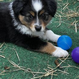Miniature Australian Shepherd and Toy Australian Shepherd Puppies from Ramblin’ Rose Aussies
