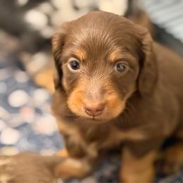 Long Hair Chocolate and Tan - Chocolate and tan male Dachshund puppy in Harmony, North Carolina from Schuster Haus
