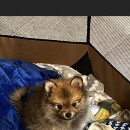 Pomeranian Puppies from Mikayla's Pomeranians