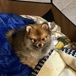 Pomeranian Puppies from Mikayla's Pomeranians