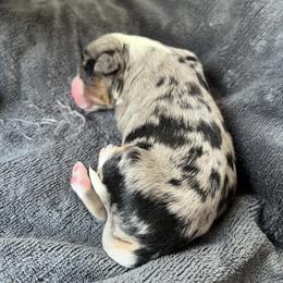 Milo - Blue merle male Miniature American Shepherd puppy in Troy, Ohio from Wiggle Wags Miniature American Shepherds