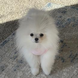 Mochi - Cream female Pomeranian puppy in Salem, Oregon from BP PUPS