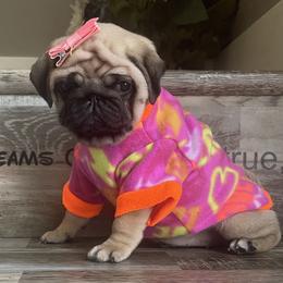 Bulldog and Pug Puppies from Love that bulldog lewter family