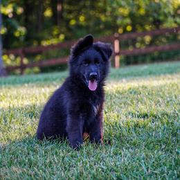 Light Pink collar - Black female German Shepherd puppy in Howell, Michigan from Sheyenne’s Shepherds