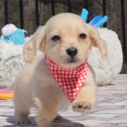 Tiny Lenard - Cream male Dachshund puppy in Richmond, Virginia from Irresistible Dachshunds & Cavaliers