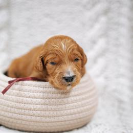 Burgundy girl - Pocahontas - Red  female Goldendoodle puppy in Duncan, South Carolina from Abner Creek Poodles & Doodles