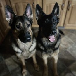 German Shepherds from Moosehill Haus Shepherds