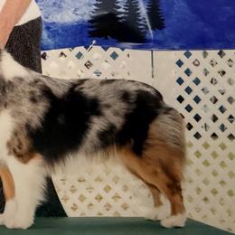 Miniature American Shepherds from Linda Malaussena