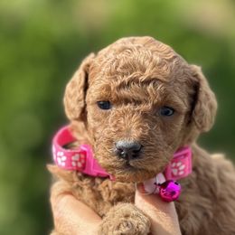 Girl 2 - Goldendoodle puppy in Boise, Idaho from Boise Doodlez