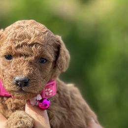 Girl 2 - Goldendoodle puppy in Boise, Idaho from Boise Doodlez