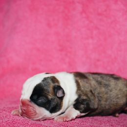 Basil - Brindle and white female Boston Terrier puppy in Georgia from A-K Boston Terriers