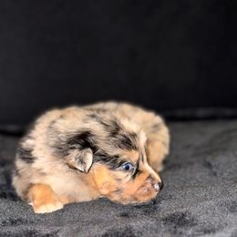 Boy 5 - Blue merle Australian Shepherd puppy in Paint Rock, Alabama from Kotah’s Kennels