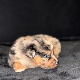 Boy 5 - Blue merle Australian Shepherd puppy in Paint Rock, Alabama from Kotah’s Kennels