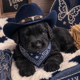 Dark Blue - male Golden Mountain Dog puppy in Angier, North Carolina from Howard's Retrievers & Bernese