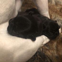 French Bulldog Puppies from Amanda Kreeft